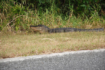 Roadside Gator in Florida.jpg
