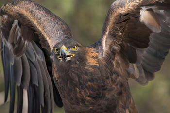 aquila-chrysaetos_jon-nelson.jpg