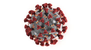 coronavirus-illustration.jpg coronavirus-illustration.jpg