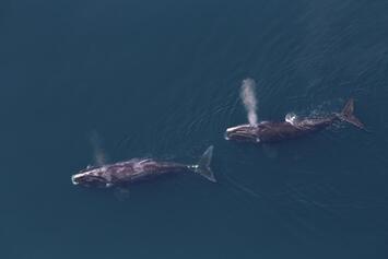 endangered-right-whales.jpg endangered-right-whales.jpg