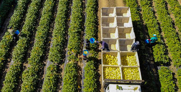 farm-workers_USDA.jpg