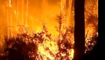 forestfire.jpg forestfire.jpg