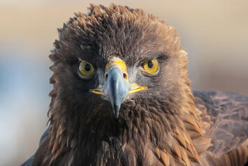 golden-eagle-Nova.jpg golden-eagle-Nova.jpg