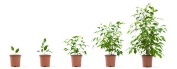iStock_000007302699XSmall-growing potted plant.jpg