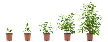 iStock_000007302699XSmall-growing potted plant.jpg iStock_000007302699XSmall-growing potted plant.jpg