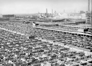 livestock_chicago_1947.jpg