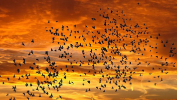 migrating-birds-sunset.png migrating-birds-sunset.png