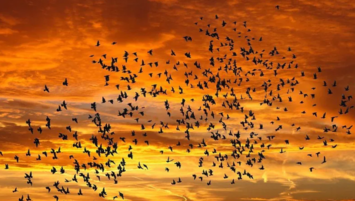 migrating-birds-sunset.png