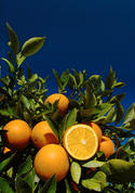 IFAS_citrus02.jpg