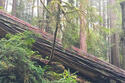 Redwood_Forest_Nor-Cal.jpg