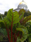 Vermont State House Garden.jpg