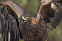 aquila-chrysaetos_jon-nelson.jpg