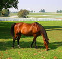 kentucky-horse-farm.jpg