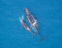 right-whale-and-calf.jpg