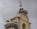 stork-nest.jpg