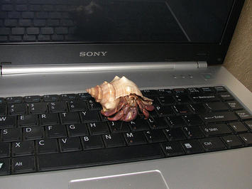 crab on a keyboard.jpg