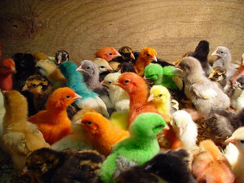 diverse-chicks.jpg