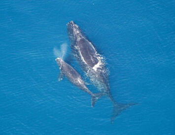 right-whale-and-calf.jpg