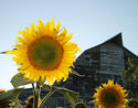 ND-sunflower.jpg