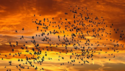 migrating-birds-sunset.png