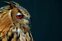 owl with spirit3899069447_02920cbb84.jpg